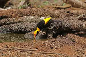 Bowerbirds Prints: Picture No. 12019950