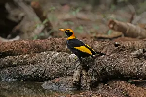 Bowerbirds Prints: Picture No. 12019951