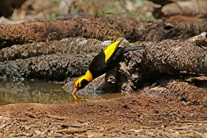 Bowerbirds Prints: Picture No. 12019953