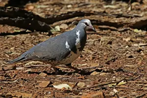 Pigeons Prints: Picture No. 12019954