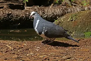 Pigeons Prints: Picture No. 12019957