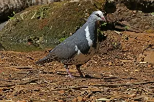 Pigeons Prints: Picture No. 12019958