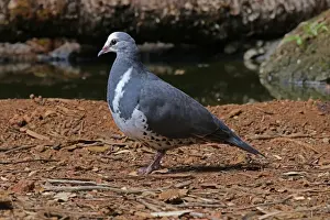 Pigeons Prints: Picture No. 12019959