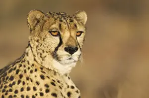 Felidae Prints: Picture No. 12020022