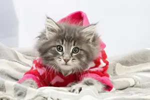 Hoodie Prints: Picture No. 12020133