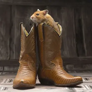 Cowboy Prints: Picture No. 12020144