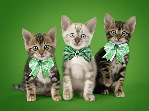Bows Prints: Picture No. 12020193