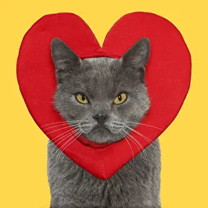 Yellow Background Prints: Picture No. 12020213