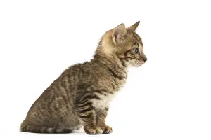 Toyger Prints: Picture No. 12020229