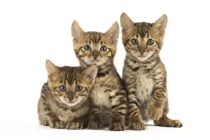 Toyger Prints: Picture No. 12020232