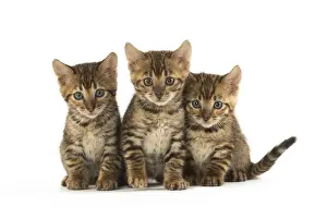 Toyger Prints: Picture No. 12020233