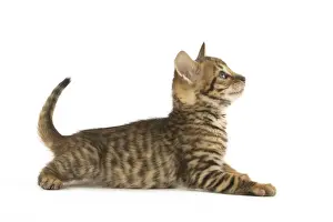 Toyger Prints: Picture No. 12020238