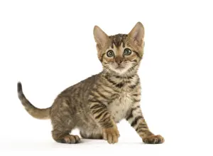 Toyger Prints: Picture No. 12020239