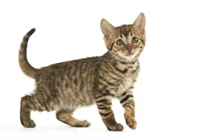 Toyger Prints: Picture No. 12020241