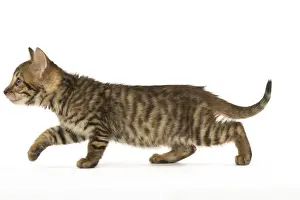 Toyger Prints: Picture No. 12020242