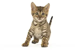 Toyger Prints: Picture No. 12020243