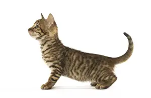 Toyger Prints: Picture No. 12020245