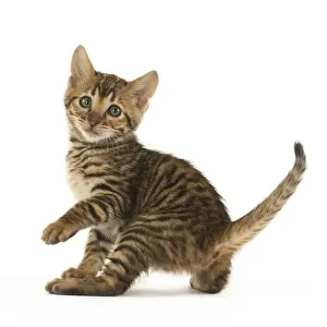 Toyger Prints: Picture No. 12020246