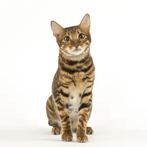 Toyger Prints: Picture No. 12020247