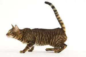 Toyger Prints: Picture No. 12020250