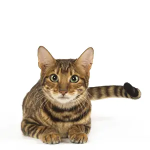 Toyger Prints: Picture No. 12020252