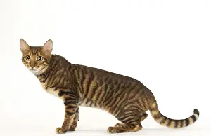 Toyger Prints: Picture No. 12020254