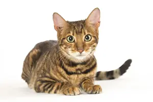 Toyger Prints: Picture No. 12020257
