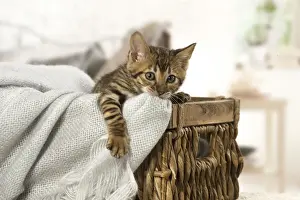 Toyger Prints: Picture No. 12020262