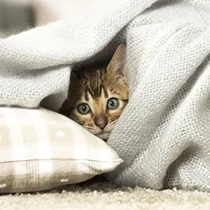 Toyger Prints: Picture No. 12020263