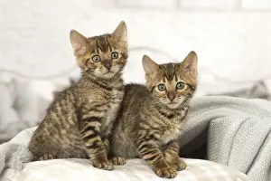 Toyger Prints: Picture No. 12020267