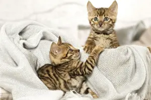 Toyger Prints: Picture No. 12020270