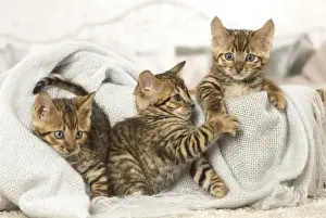 Toyger Prints: Picture No. 12020271