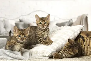 Toyger Prints: Picture No. 12020274