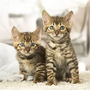 Toyger Prints: Picture No. 12020275