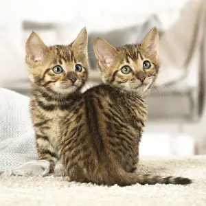 Toyger Prints: Picture No. 12020276