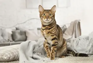 Toyger Prints: Picture No. 12020282