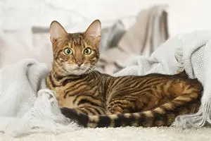 Toyger Prints: Picture No. 12020283