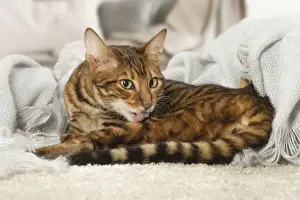 Toyger Prints: Picture No. 12020284
