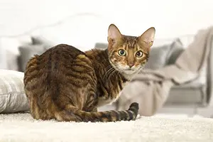 Toyger Prints: Picture No. 12020289