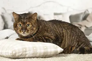 Toyger Prints: Picture No. 12020290
