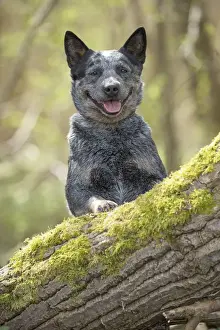 Panting Prints: Picture No. 12020356