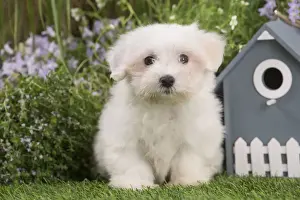 Coton Prints: Picture No. 12020373