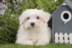 Coton Prints: Picture No. 12020375