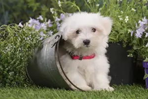 Coton Prints: Picture No. 12020377