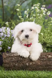 Coton Prints: Picture No. 12020379
