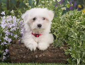 Coton Prints: Picture No. 12020380