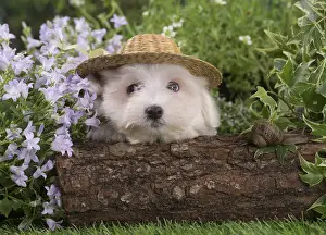 Coton Prints: Picture No. 12020381