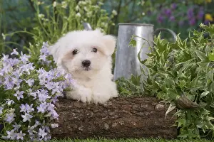 Coton Prints: Picture No. 12020383