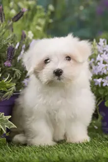 Coton Prints: Picture No. 12020386