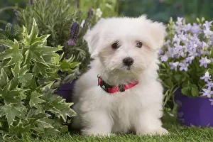 Coton Prints: Picture No. 12020387